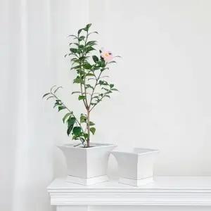 2개셋트 모던 도기 화분 세로줄 앙코르볼 (WFKADS8)