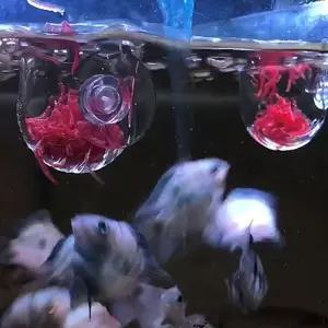 피딩컵 생먹이 실지렁이 아크릴 인디언 복어 장구벌레 생이새우