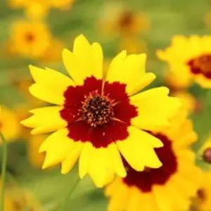 야생화씨앗 정원 춘차국정원꽃씨 1리터 춘차국종자 (WFKBYRS)