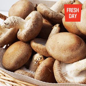 고창 생 표고버섯 모음전