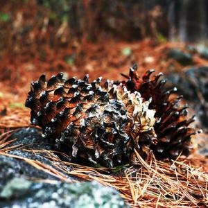 고소한 가평잣 500g백잣  햇잣 수험생 견과류 명절