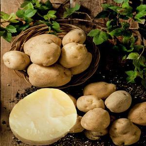 감자(왕왕) 반찬용 1박스 20kg -당일입찰상품