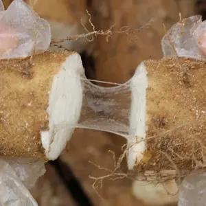 경북 안동장마 (상) 5kg 안동마 참마 생마 산마 햇마 특품