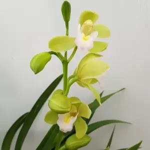 [소나무길] 서양란 교배종 스프링 파루  6140