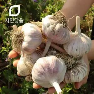 자연닮음 2025 국산 햇 밭 저장 씨 종자 장아찌용 통마늘 3kg