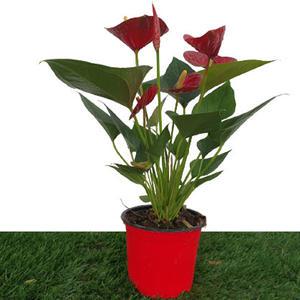 [카니발플라워]안시리움_레드(cf199)