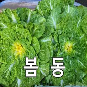 봄동배추 10kg 내외 박스 야채맘