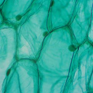 [더원사이언스] 양파껍질 세포영구표본 (2개 1조) KSIC-6187/6187/세포영구표본/초등용/6학년1학기/과학교구