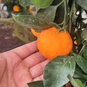 제주 비가림 하우스 감귤 2.5kg 로얄과 S-M