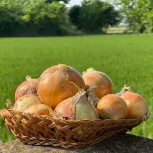 국내산 양파 경북 단단한 햇양파 저장용 만생종 업소용 10kg