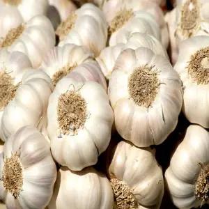 남해군 농협조공 햇 마늘 3kg 보통급 국산 남도마늘 통마늘 제철 채소 저장용 김장
