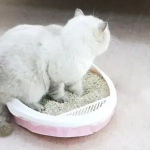 고품질 세트 화장실 봉투 고양이 3롤 배변 통 (WFC9644)