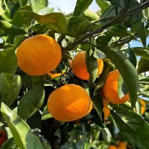 제주 고당도 조생 감귤 4.5kg 소과 2S