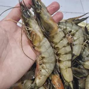 냉동 자연산 대하 생새우 2kg