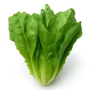 맛통령 통로메인 로메인 상추 1kg 2kg