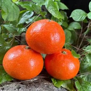 국내산 제주도 홍매향 3kg 20-50과