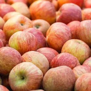 꿀처럼 달콤한 청송 얼음골 부사사과 꿀사과 가정용 8kg