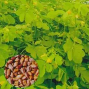 결명자씨앗 약용식물 차종자 결명자종자차 약용식물씨앗 (WFJ70OK)