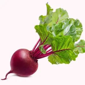 비트씨앗 야채씨앗 채소종자 비트채소씨앗 비트잎종자 (WFJ77TQ)