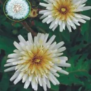 흰민들레씨앗 민들레 야생화씨 야생화흰민들레 정원용꽃씨 종자 (WFJ780G)