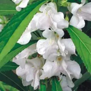 흰봉선화씨앗 정원 야생화 꽃씨 정원용야생화씨앗 흰봉선화꽃씨 (WFJ780D)