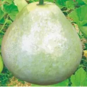 식용박씨앗 나물박 원형 식용박종자 나물박씨 원형식용씨앗 (WFJ7CSQ)