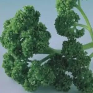 파슬리종자 야채품종 채소씨앗 개량야채종자 200ml캔채소씨앗 (WFJ7CTW)