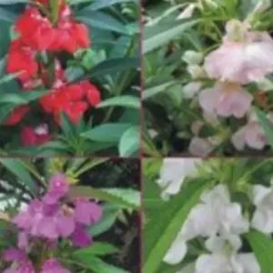 봉선화씨앗 꽃씨 혼합색상봉선화 정원용꽃씨 혼합봉선화씨앗 (WFJ7CUN)