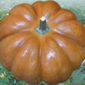 늙은호박씨 맷돌호박 채소씨앗 늙은호박채소씨앗 호박씨품종 (WFJ7CSW)