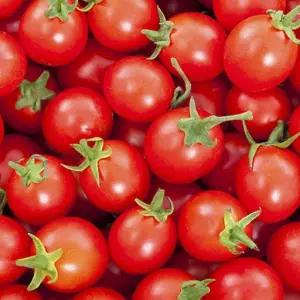 방울토마토씨 토마토종자 꼬마토마토씨앗 방울토마토씨앗 (WFJ7CSL)