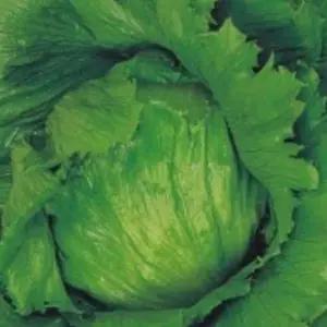 채소씨앗 양상추 씨앗 식물 양상추채소씨앗 식물재배씨앗 (WFJ7CU2)