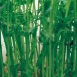 새싹완두콩 새싹 종자 새싹완두콩종자 새싹키우기씨앗 300g (WFJ7CVW)