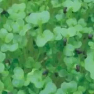 새싹채소씨앗 청경채 야채종자 새싹용품종 300g청경채종자 (WFJ7CWD)