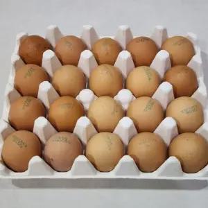 계란 유정란 동물복지 달걀 무항생제