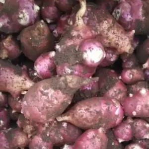 2025 햇 자색돼지감자 국산생돼지감자 10kg