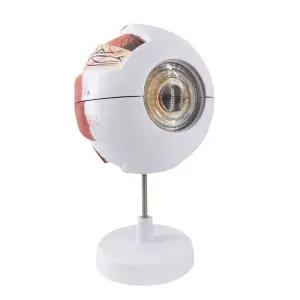 안구모형 눈 안과 인체모형 해부실습 구조 눈모형 해부 소품 병원 실습 확대 인간.