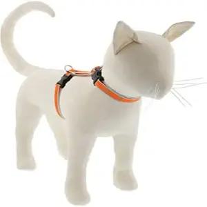 루핀 반사 고양이와 작은 애완동물 H 스타일 하네스를 12인치에서 20인치까지 조절 가능한 와이드 오렌지