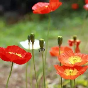 300g 정원용씨앗 야생화종자 꽃씨300g 야생화 씨앗 정원 꽃씨 (WFKBYS2)