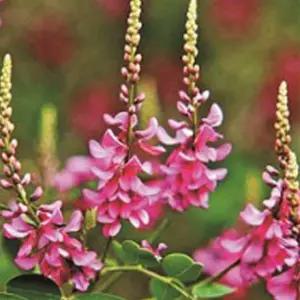 낭아초꽃종자 정원 5g 정원용꽃씨 야생화 낭아초씨앗 (WFKBYQ3)