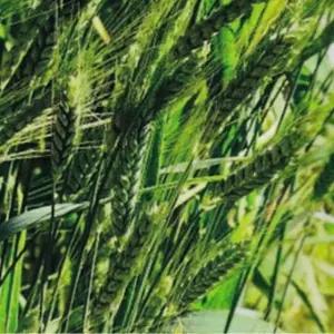 곡물종자 웰빙 웰빙식물씨앗 600g 호밀 식물 호밀식물종자 씨앗 (WFKBYUR)