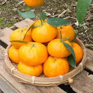 제주 윈터프린스 중대과 10kg