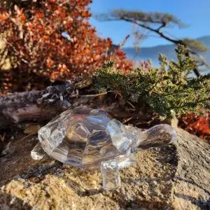 답례품 거북이 건강 개업선물 재물운 투명 생기 풍수 수맥차단 영롱한 돈거북