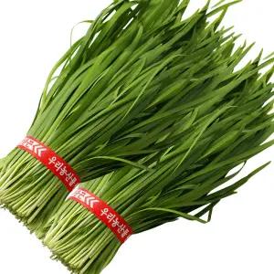 국내산 싱싱한 햇 부추 정구지 묶음 2단 1.2kg