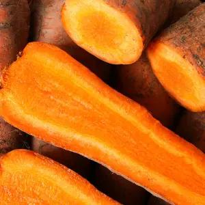 제주 구좌 당근 햇 흙당근 5kg(왕)