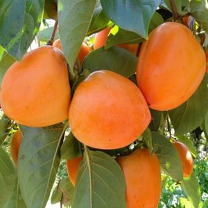 대봉감 10kg/15kg전후 전라도대봉감