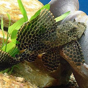 나비비파 1마리