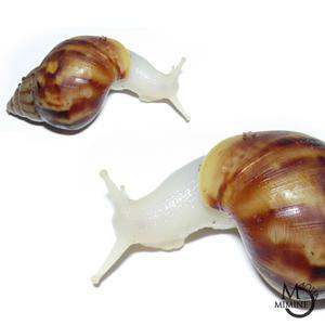 백와달팽이 1마리