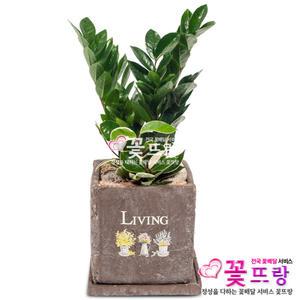 금전수(돈나무) 개업선물/공기정화식물/전국꽃배달