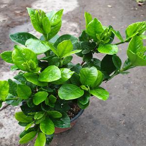 치자나무(10센치) 하얀꽃이 피면 상큼한 향기가 나는 아이에요 높이 (28-35)