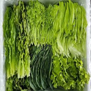 무농약 수경재배 모듬쌈&샐러드채소(1kg)